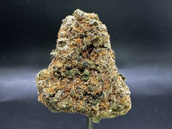 Jack Herer - Imperial NYC 1