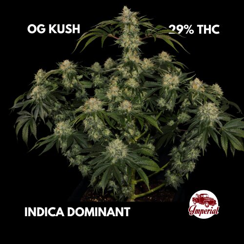 TIKI COOKIES Shipping Weed Legally in Non-Legal States