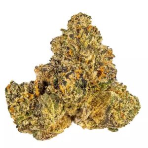 GELATO 41