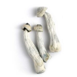 ALBINO PENIS ENVY