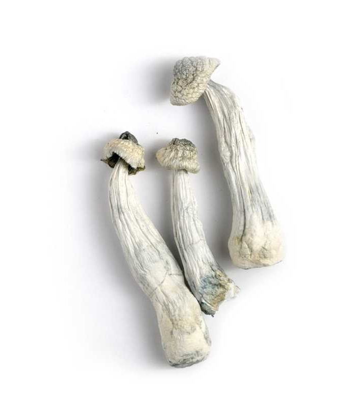 ALBINO PENIS ENVY - Imperial NYC 1 ALBINO PENIS ENVY