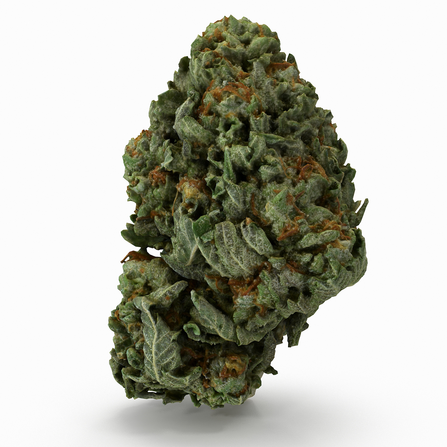 AM/PM Cannabis Strain: Balanced Hybrid Review, Effects, and Guide