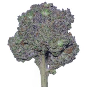 SUNSET SHERBET