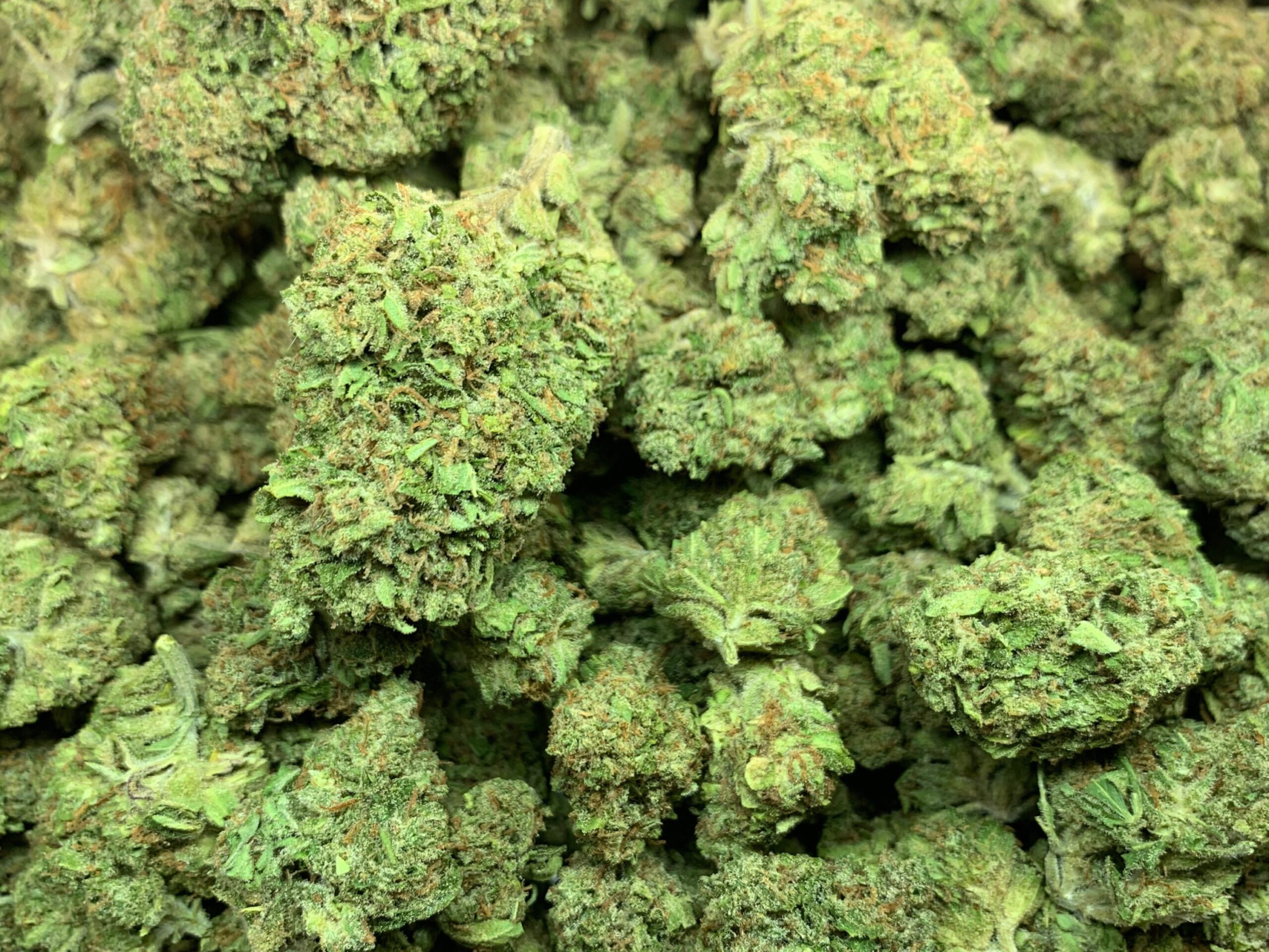 CHEM DAWG - Imperial NYC 2 CHEM DAWG - Image 2